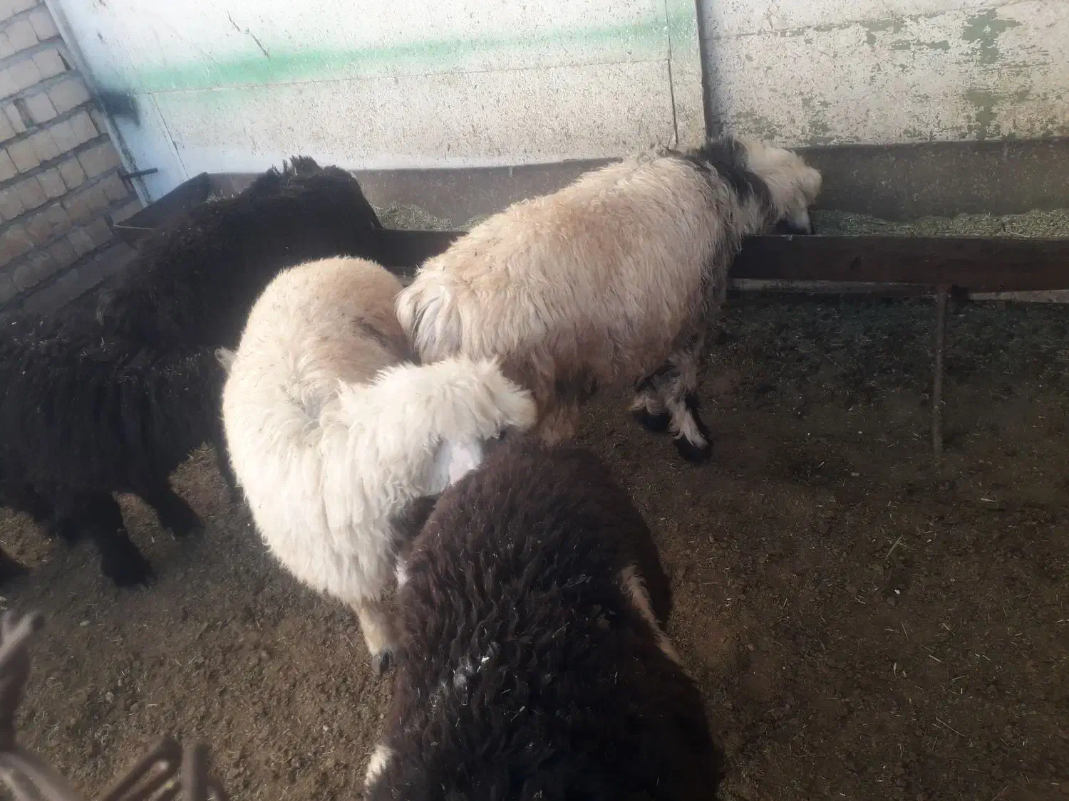 بره شیری تقریبا۴۰کیلو|حیوانات مزرعه|صمصامی, |دیوار