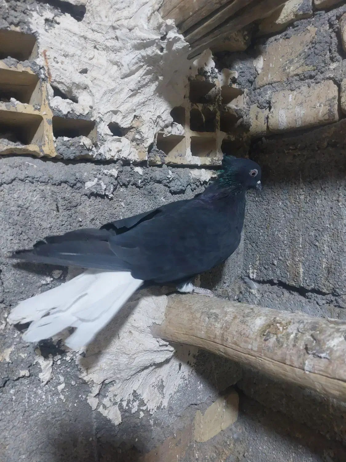 اشعل|حیوانات|بندر امام خمینی, |دیوار