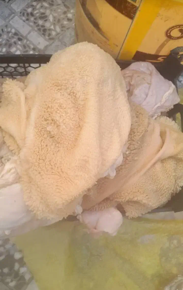 سیرابی. گوسفند|حراج|اندیمشک, |دیوار