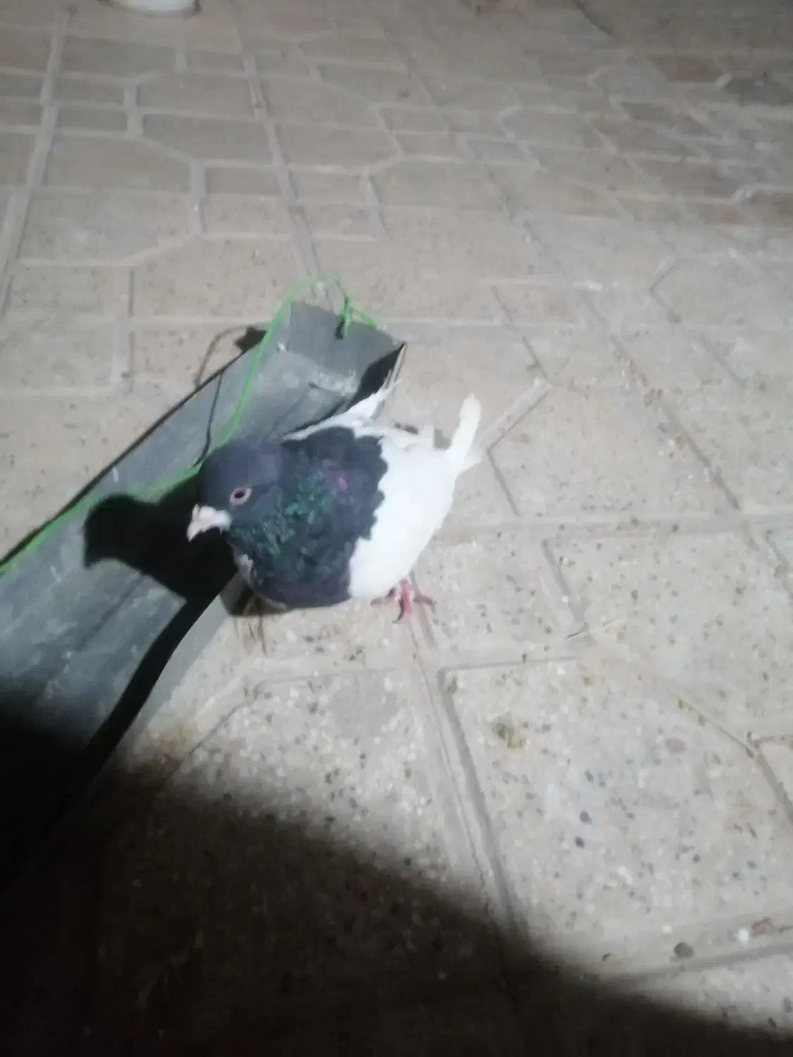 کبوتر|پرنده|شیراز, احمدی جنوبی|دیوار