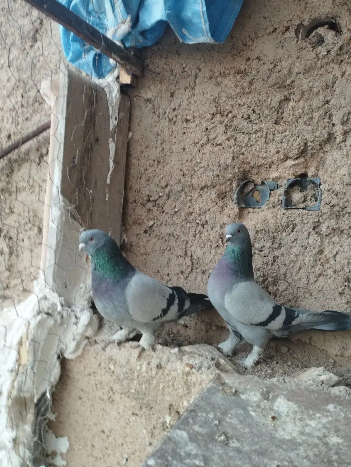 سبز هل پادر بزن|پرنده|مرودشت, ثبت احوال|دیوار