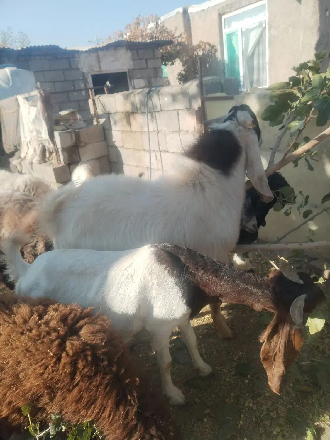 نربز پاکستانی|حیوانات مزرعه|نوده انقلاب, |دیوار