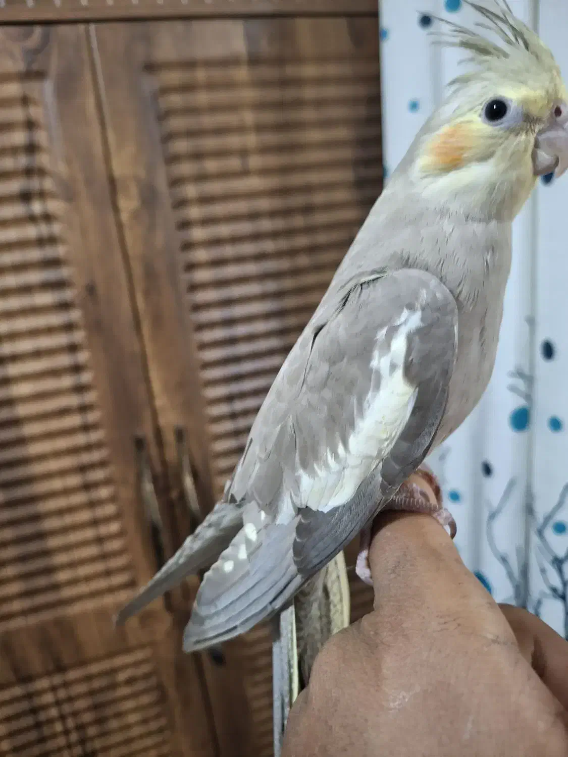 عروس هلندی زیبا نژاد سینامون|پرنده|شیراز, دست خضر|دیوار