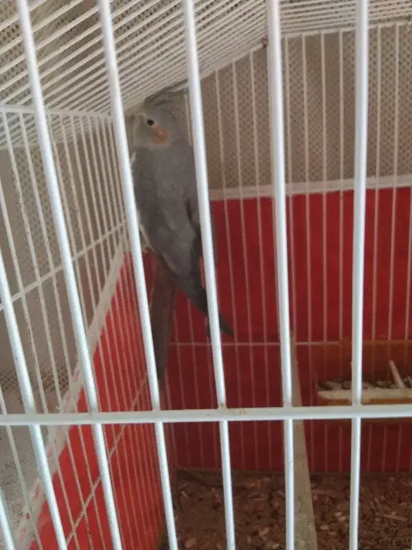 عروس هلندی سینامون|پرنده|شیراز, شهرک صنعتی شیراز|دیوار