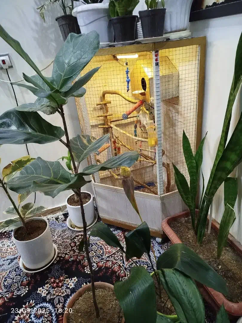 قفس به همراه عروس پاریس|لوازم جانبی حیوانات|اهواز, کارون|دیوار