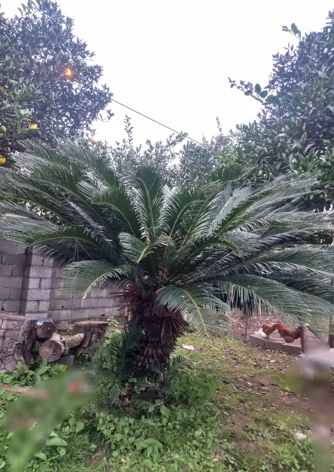 سیکاس ۲۵ ساله|گل و گیاه طبیعی|نوشهر, |دیوار