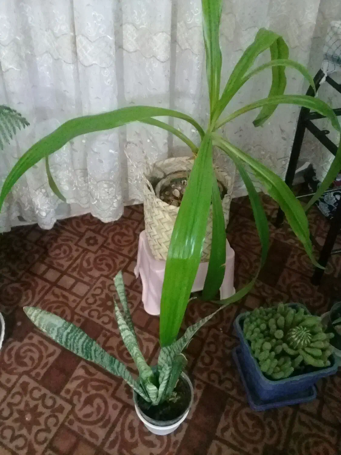 گل های طبیعی|گل و گیاه طبیعی|ملایر, |دیوار