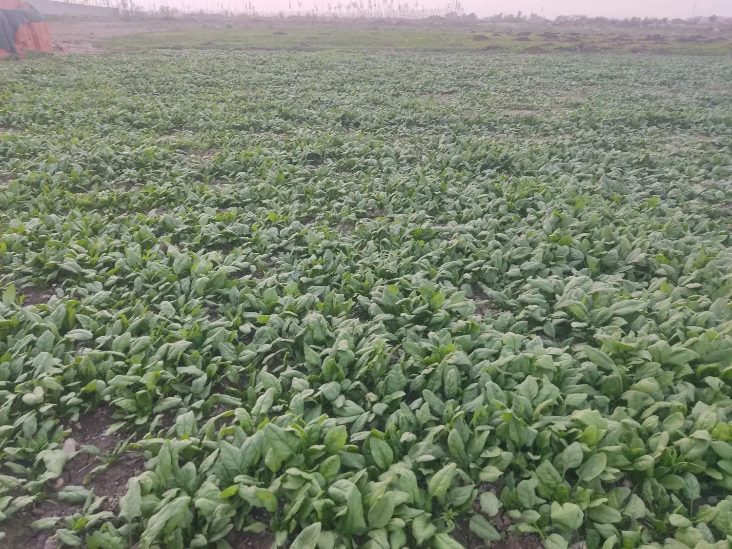 اسفناج بسیار تازه و ارگانیک|خوردنی و آشامیدنی|گرگان, |دیوار