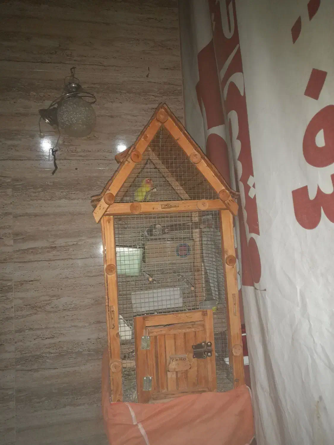 طوطی برزیلی کتوله صورت هلویی بدون قفس|پرنده|چهارباغ, |دیوار