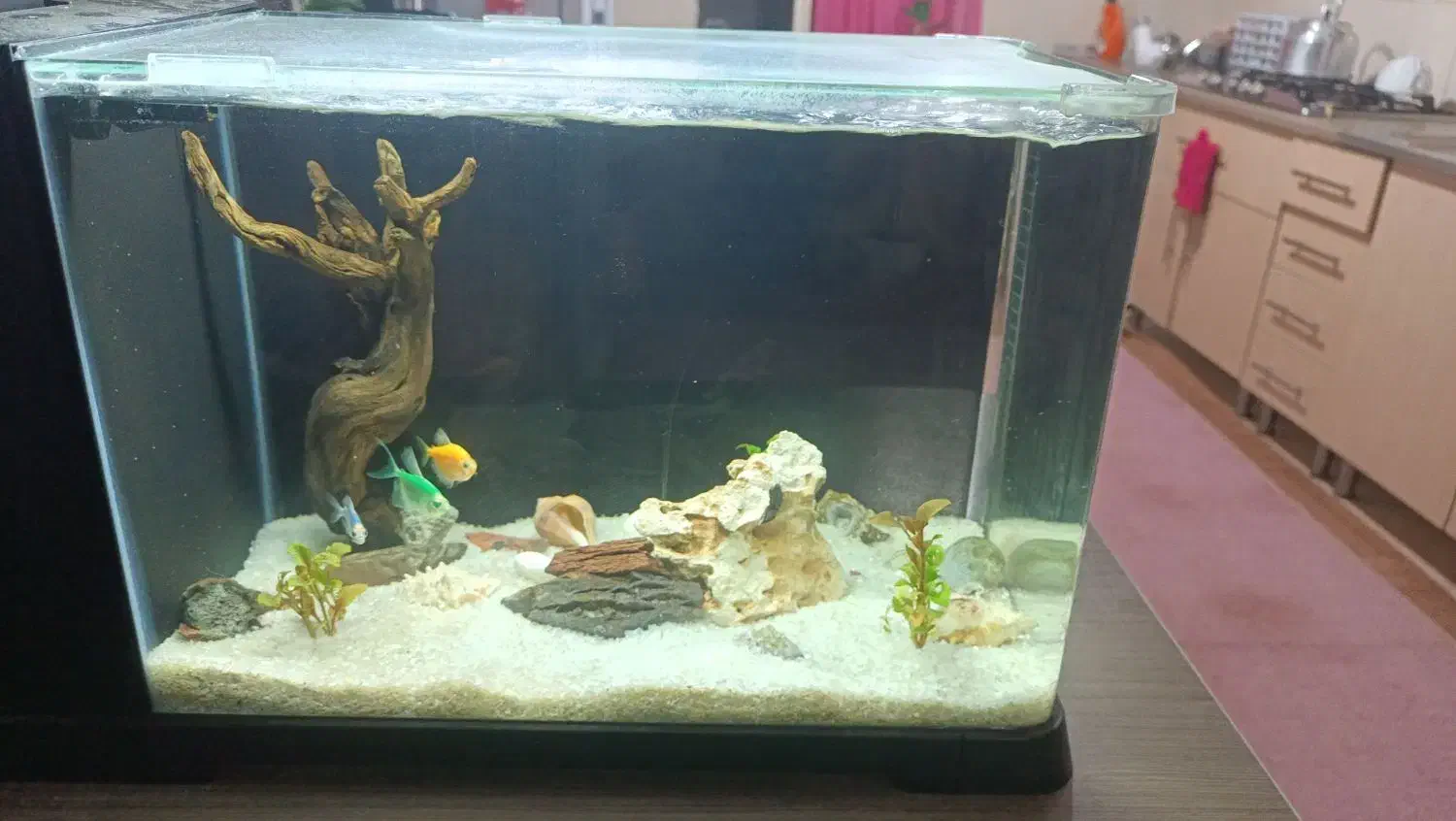 دو عدد آکواریوم سالم با تعدادی ماهی|ماهی|ری, فیروزآباد|دیوار