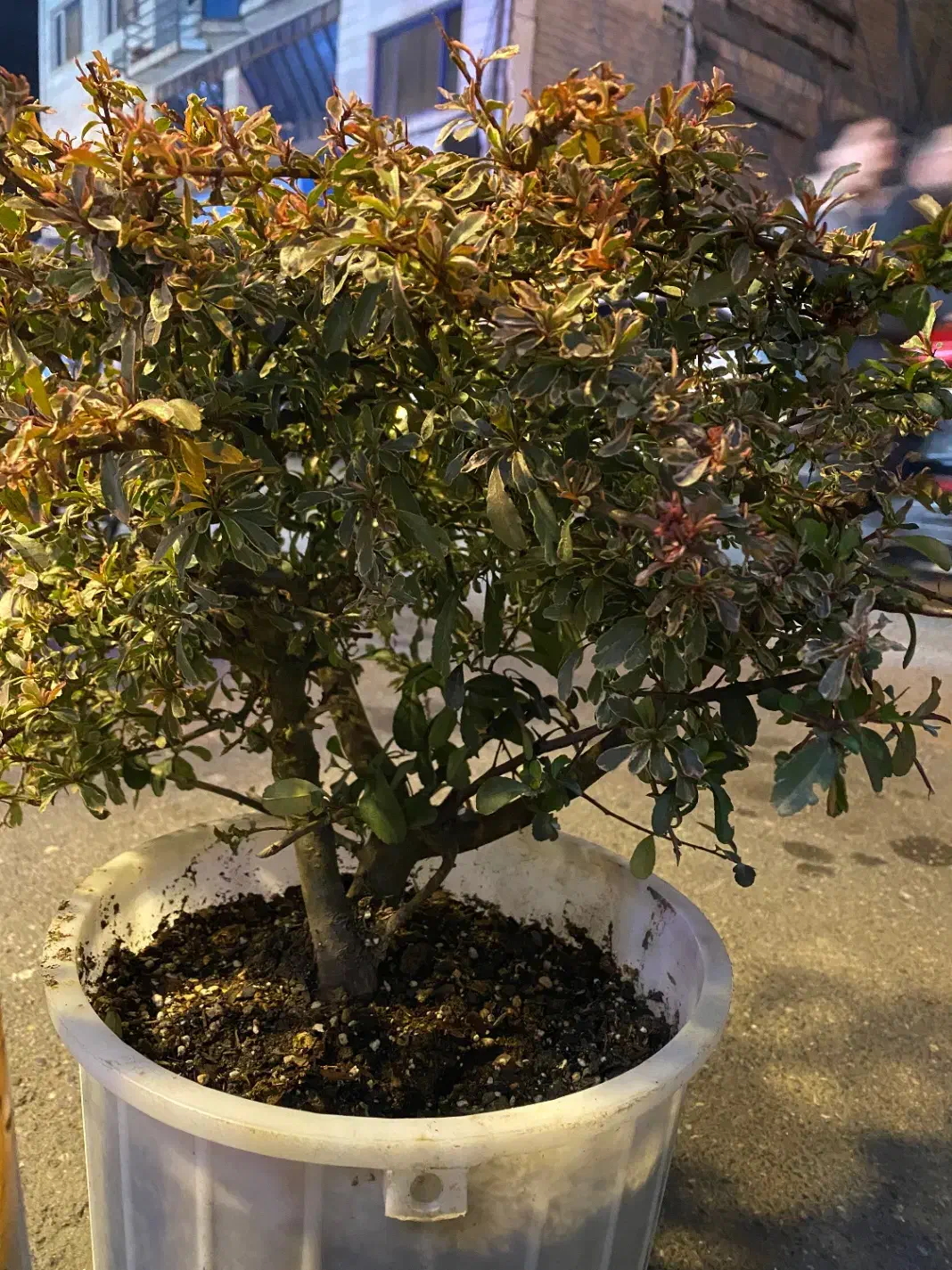 درختچه|گل و گیاه طبیعی|رشت, چله خانه|دیوار