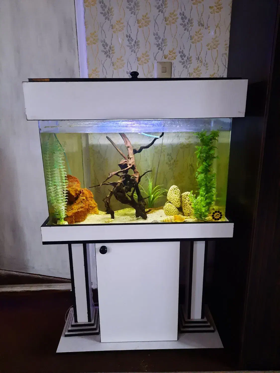 آکواریوم شرکتی|ماهی|صومعهسرا, |دیوار