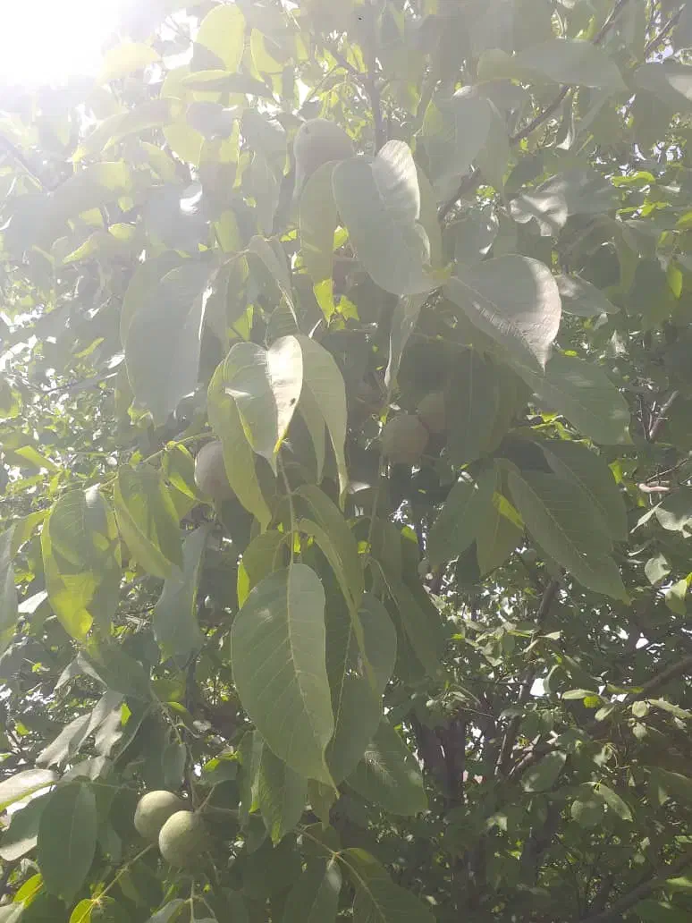 فروش باغ گردو 10کیلومتری سپیدان|فروش زمین و ملک کلنگی|کنار تخته و کمار, |دیوار