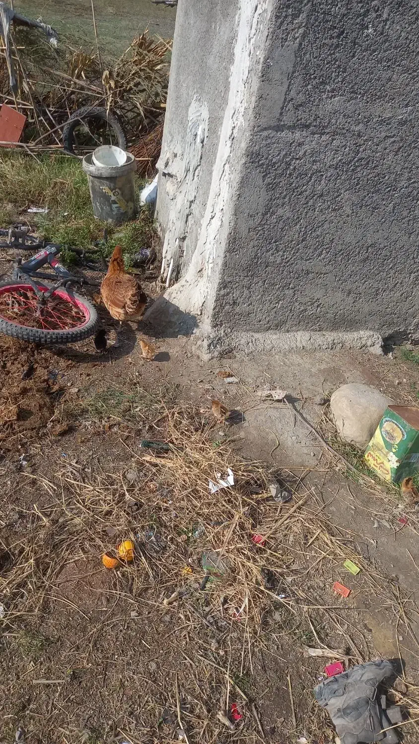 یک مرغ با 10جوجه محلی قیمت 1200000|حیوانات مزرعه|گرگان, |دیوار