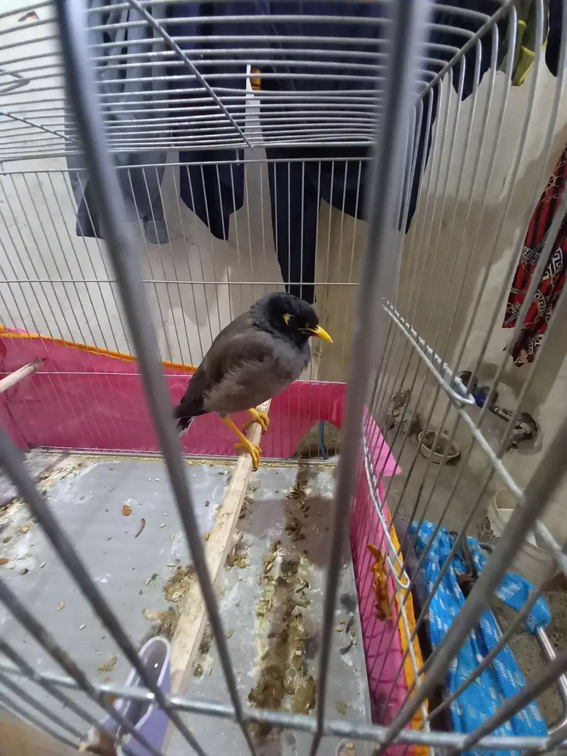 مینا سخنگو|پرنده|اندیمشک, |دیوار