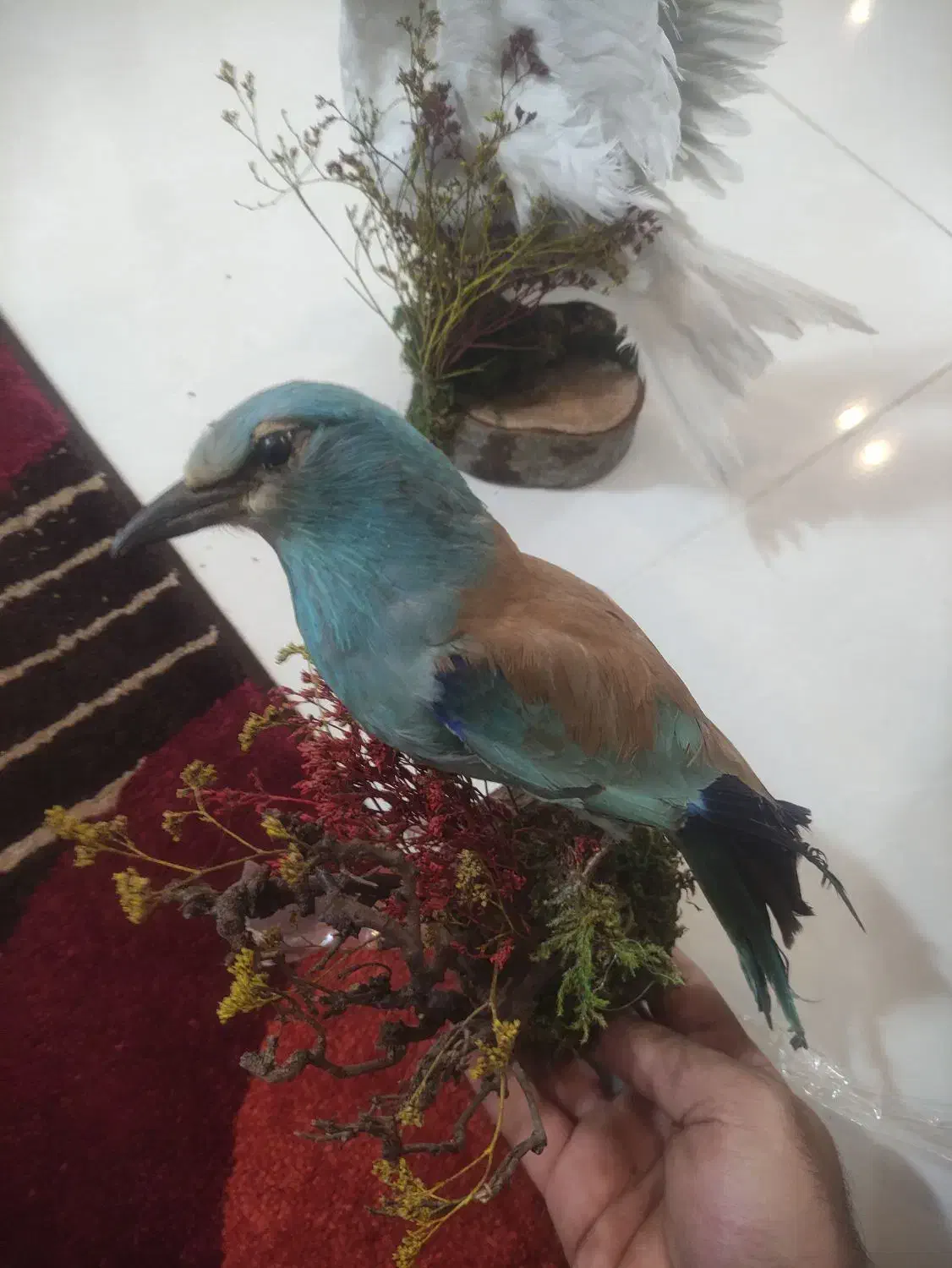 فروش پرنده دکوری|مجسمه، تندیس، ماکت|آباده, |دیوار