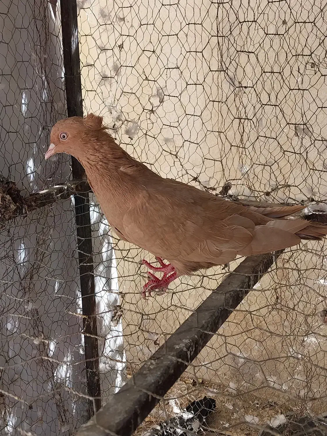کفتر|پرنده|شیراز, تحویلی|دیوار
