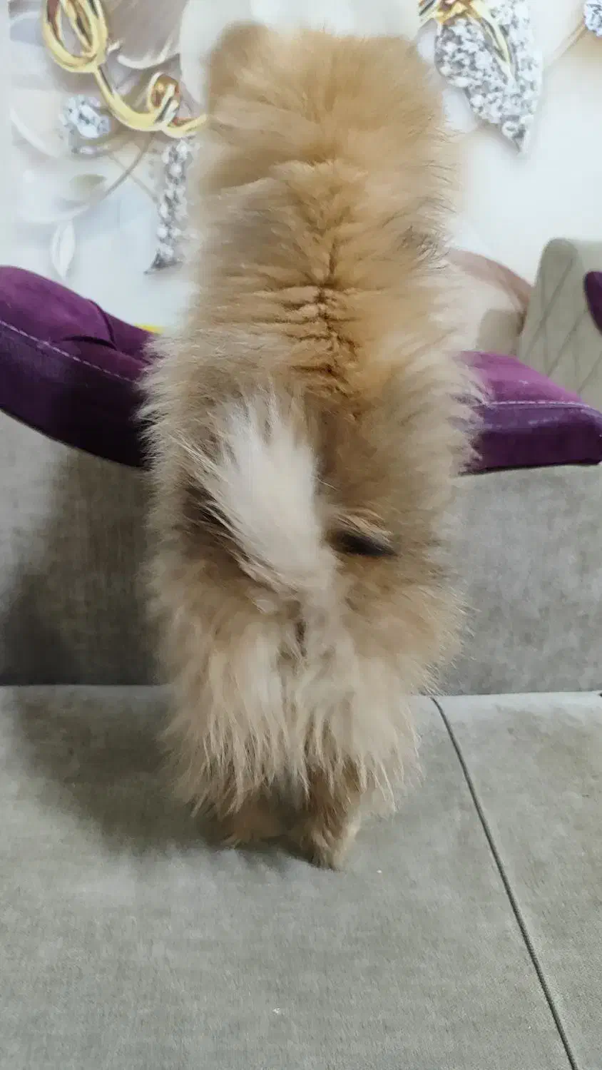 سگ پامر بسیار کوچیک و بازیگوش|سگ|شاهین‌شهر, عطار|دیوار