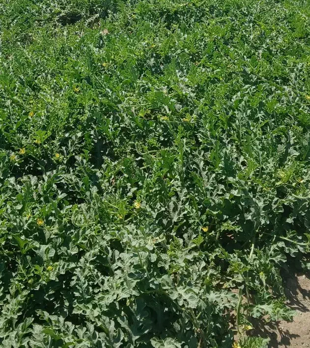 زمین  با وکالت از مالک جاده فتح آباد مرودشت|فروش دفتر صنعتی، کشاورزی، تجاری|مرودشت, ده بید|دیوار