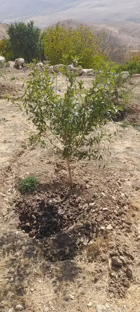 نهال بادام مخصوص مناطق سرد و دیم|خدمات باغبانی و درختکاری|بابا حیدر, |دیوار