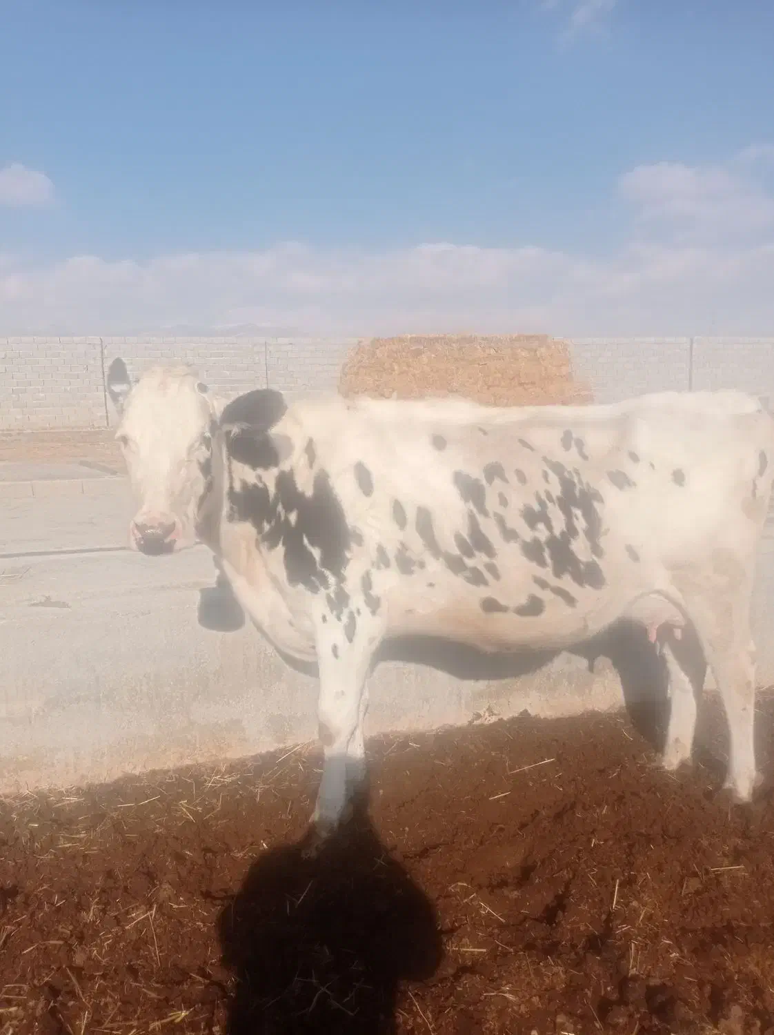گاو تلیسه|حیوانات مزرعه|مرودشت, تخت جمشید|دیوار