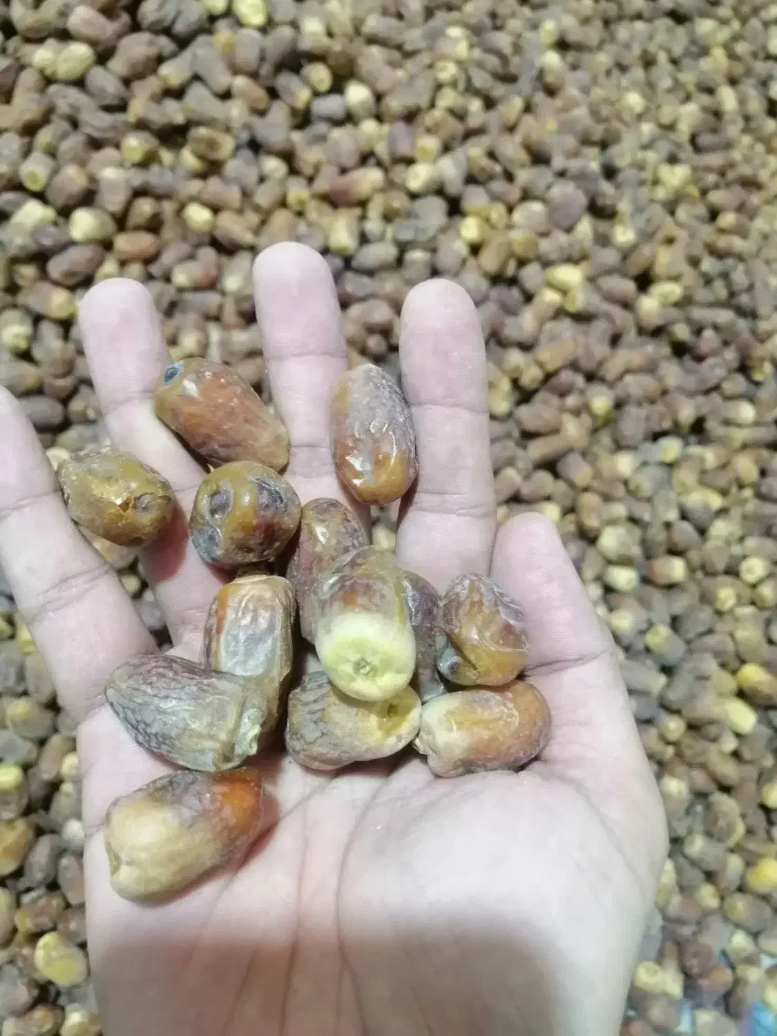 خرمای زاهدی تازه درجه 1|خوردنی و آشامیدنی|اشکنان, |دیوار