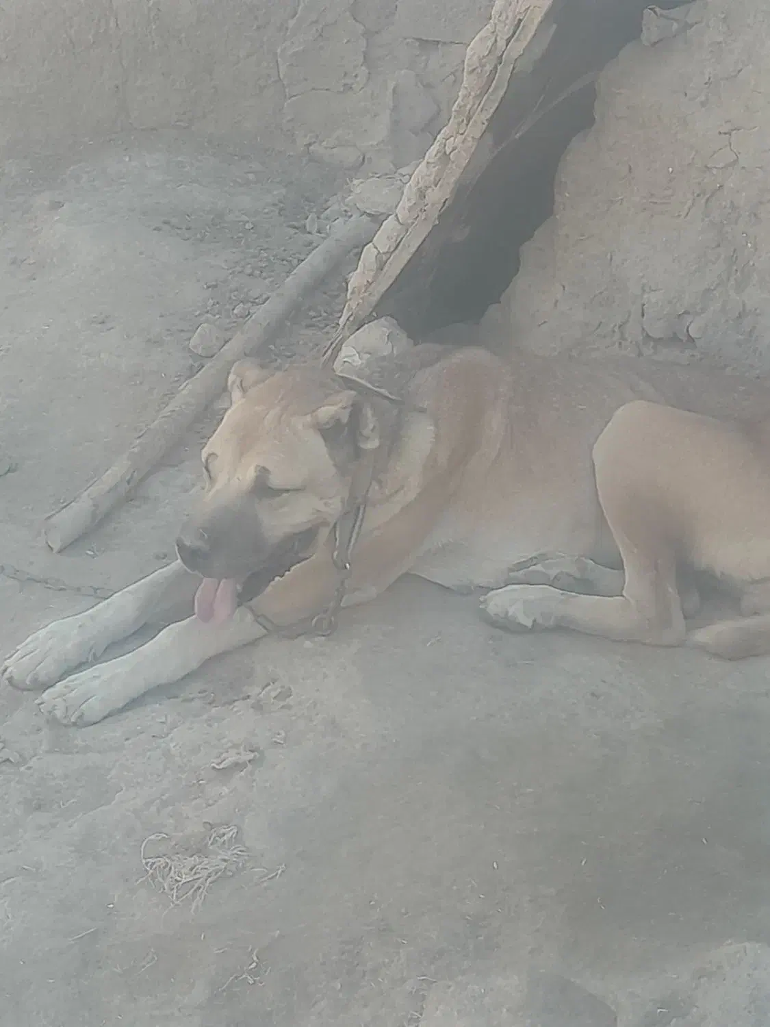 سگ سرابی|سگ|شیرینسو, |دیوار