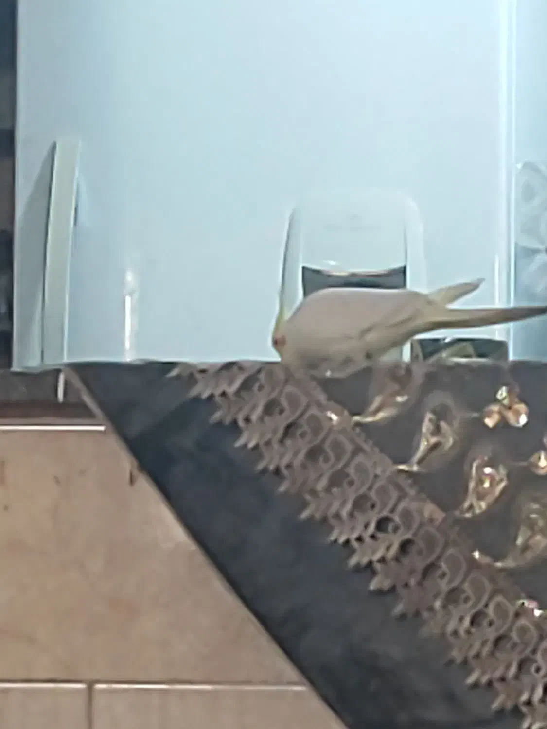 یک جفت عروس|پرنده|مشهد, شهید احمدی روشن|دیوار