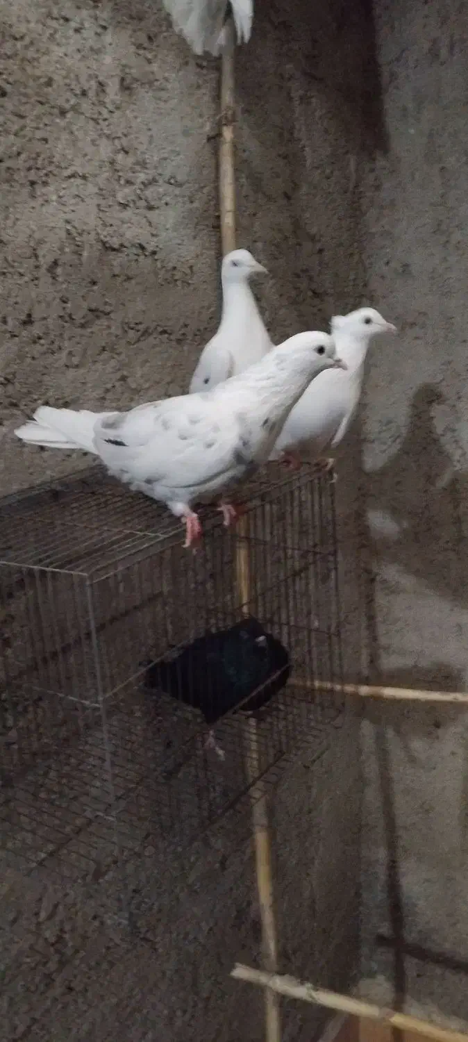 کبوتر پرشی|پرنده|بهشهر, |دیوار