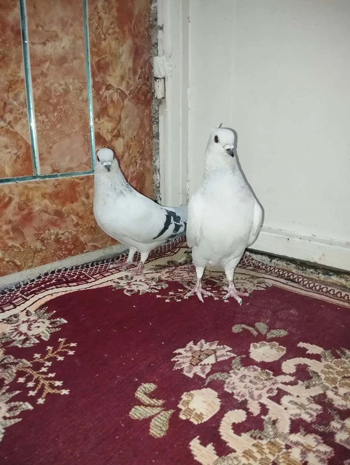 شامی|پرنده|زرین دشت (فارس), |دیوار