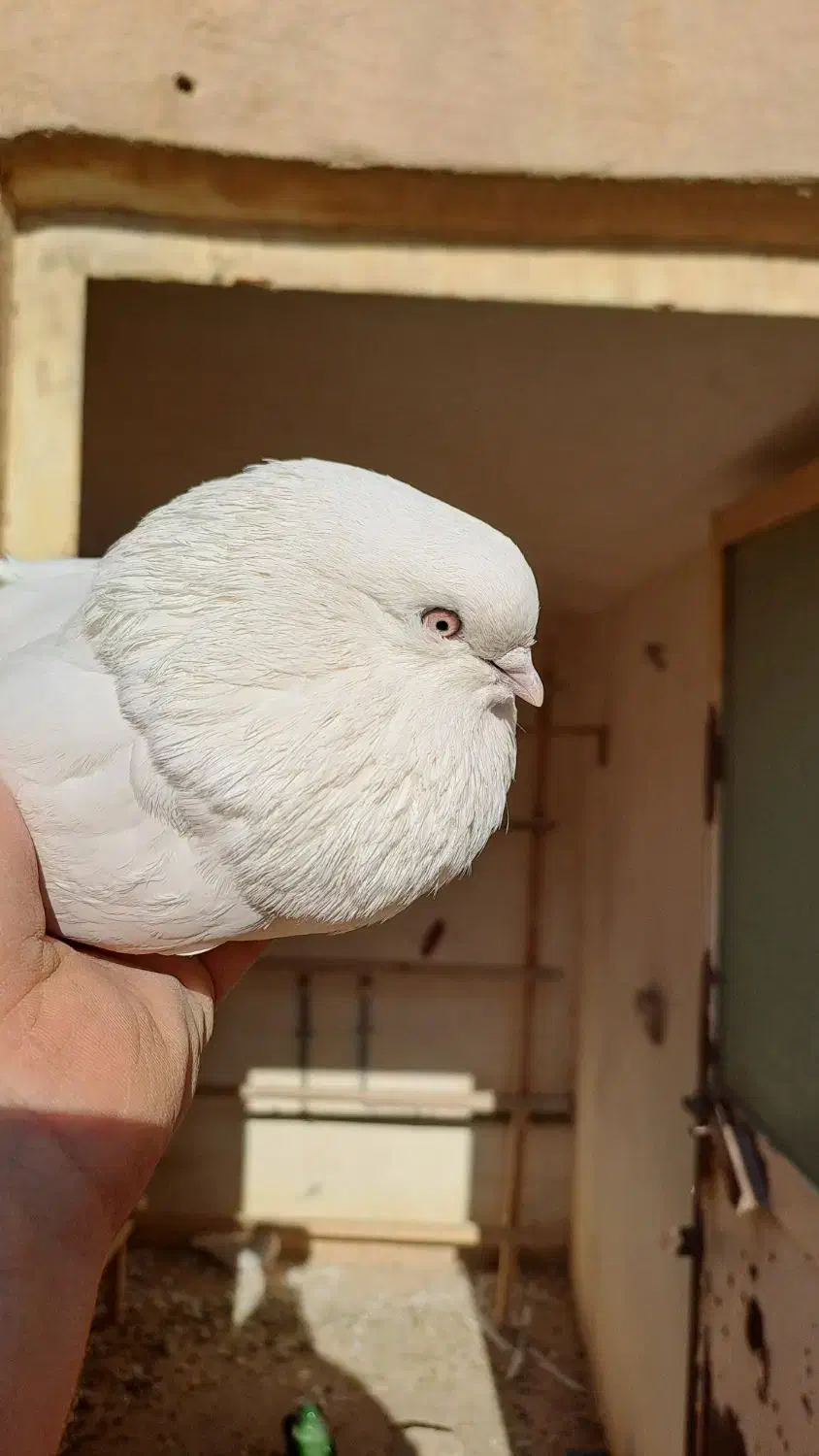 کبوتر ماده سفید،اراکی،تهرانی،شمرونی|پرنده|مبارکه, |دیوار