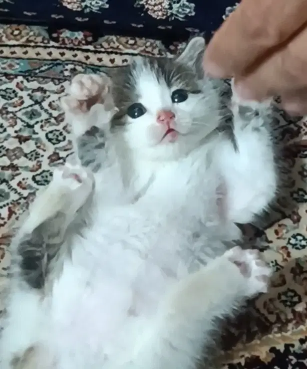 بچه گربه|گربه|درب گنبد, |دیوار