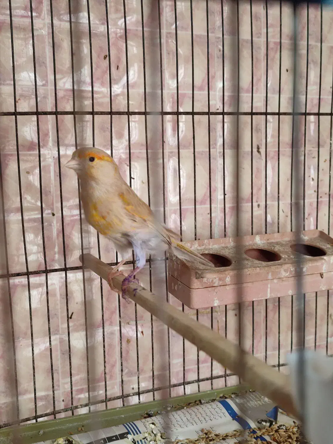 قناری ماده سهره دارابی|پرنده|فسا, |دیوار