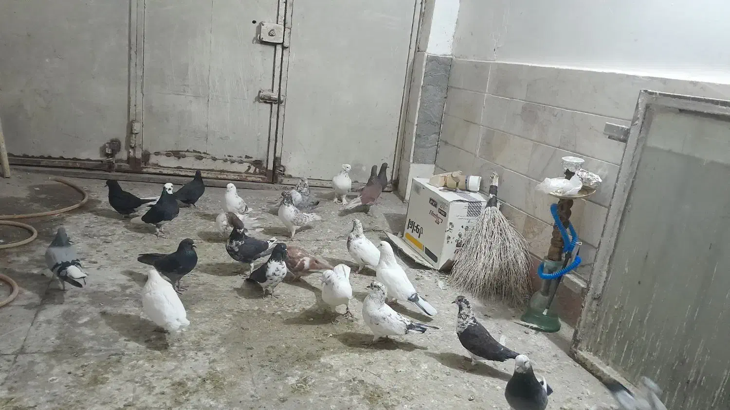 گمشده‌کبوتر|حیوانات|قم, قلعه کامکار|دیوار