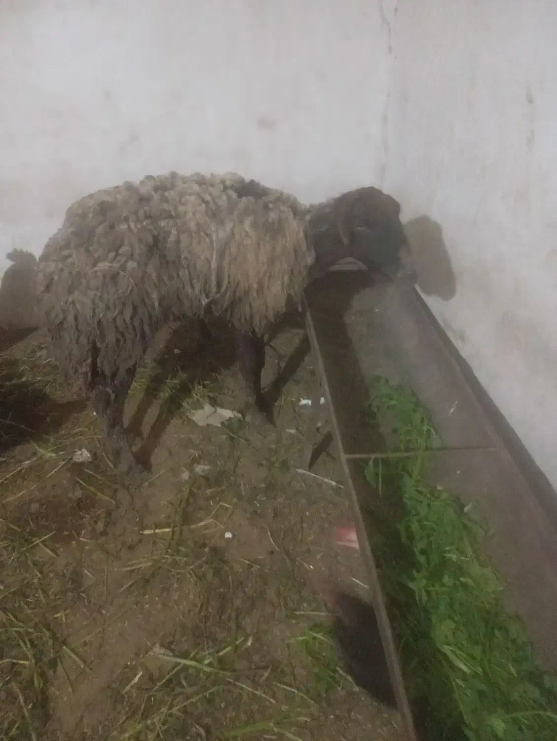 گوسفند|حیوانات مزرعه|سنگدوین, |دیوار