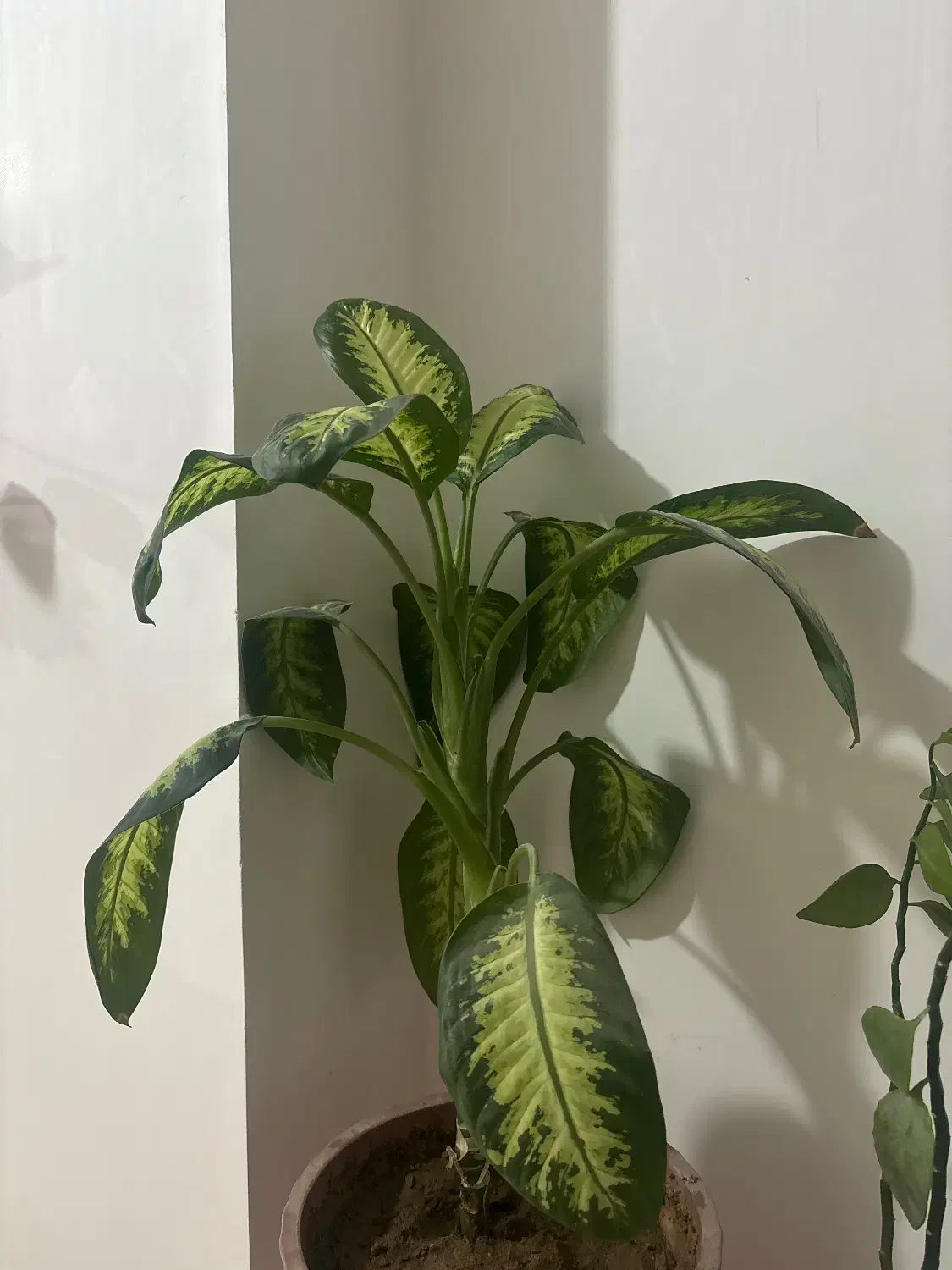 گل دیفن|گل و گیاه طبیعی|شهرکرد, |دیوار