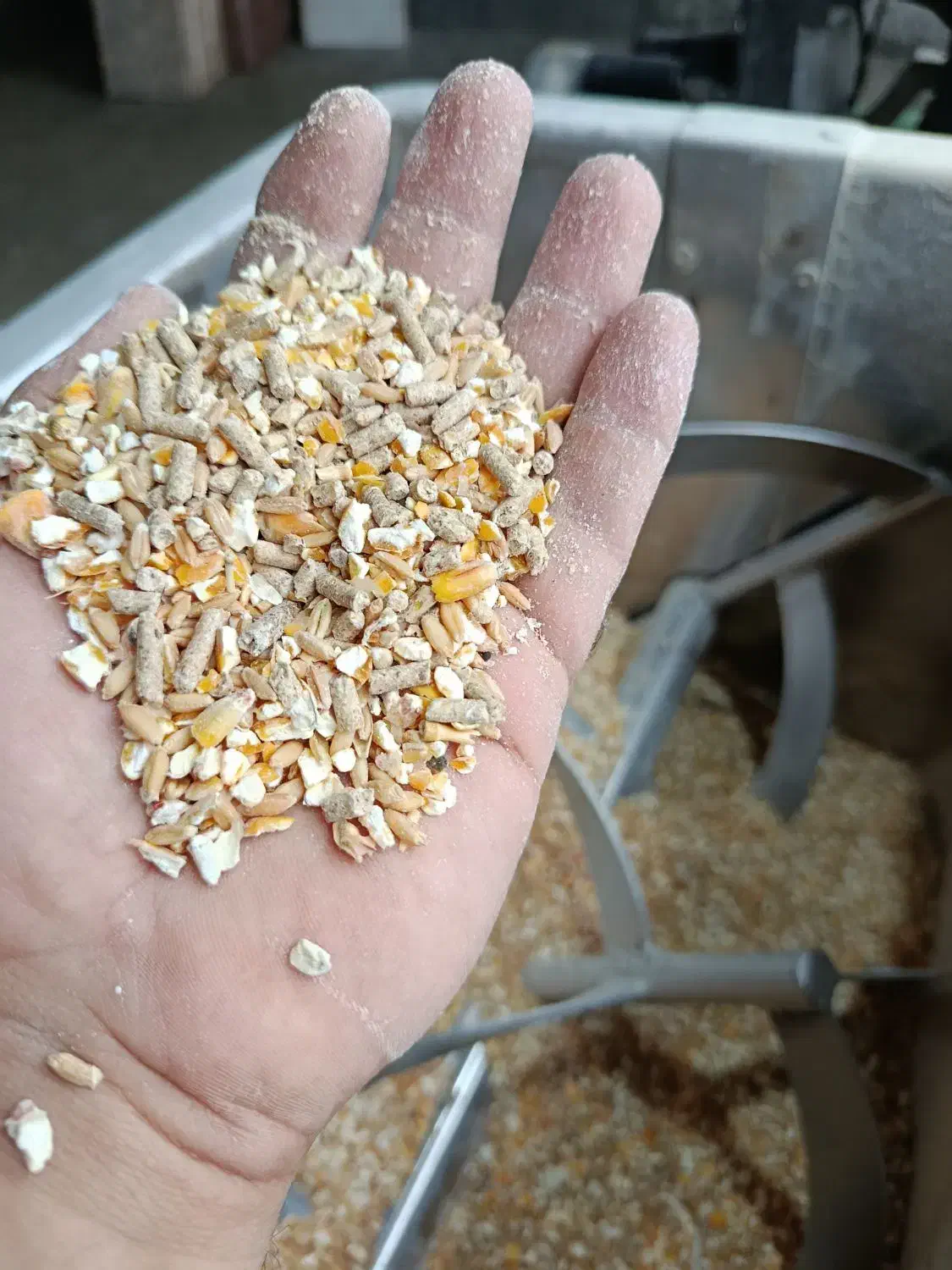 خوراک دام و دان طیور|لوازم جانبی حیوانات|تالش, جوکندان|دیوار