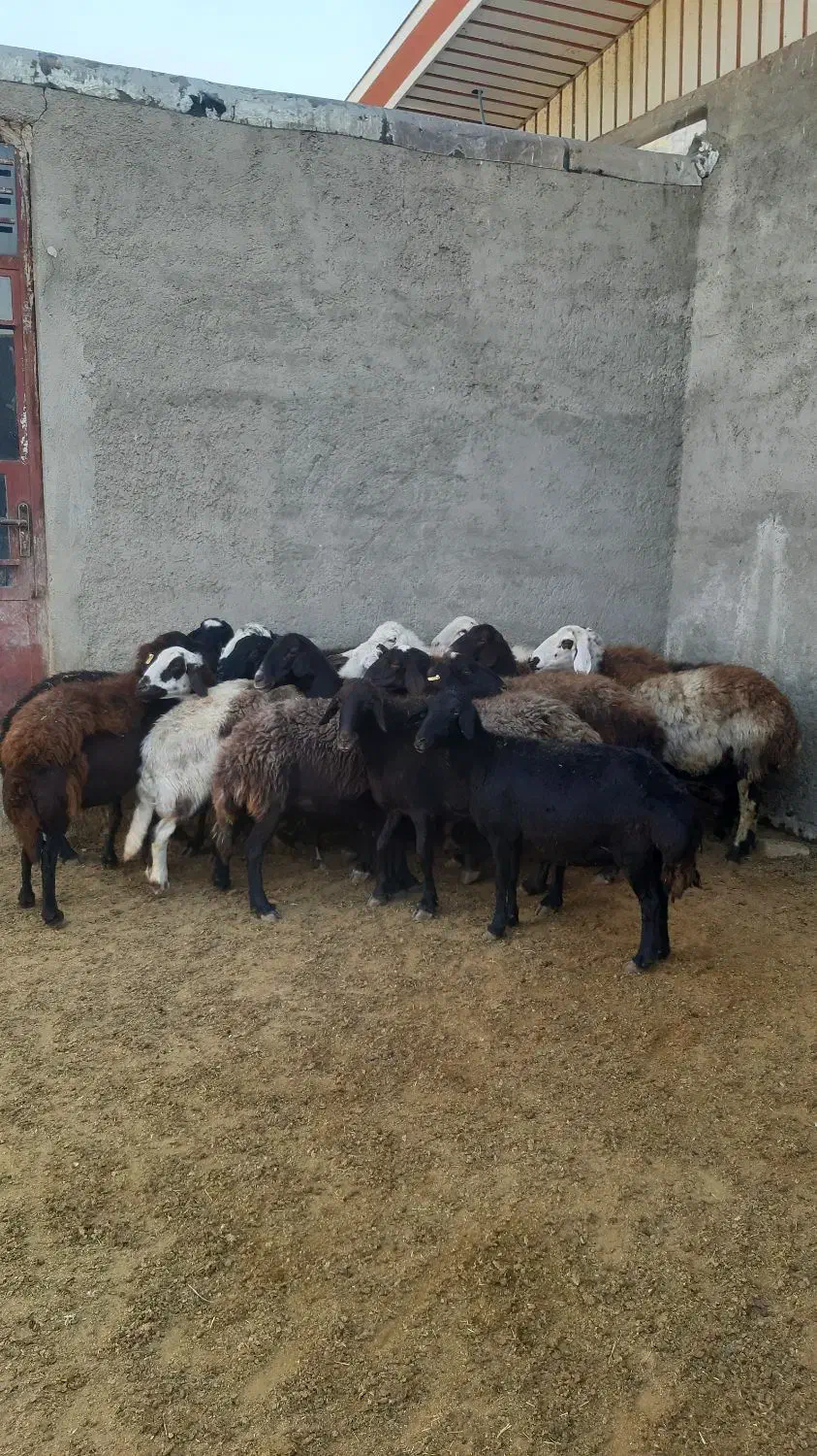 ۱۶تا میش قره قزل و پلنگی اتوبوسی|حیوانات مزرعه|بروجرد, |دیوار