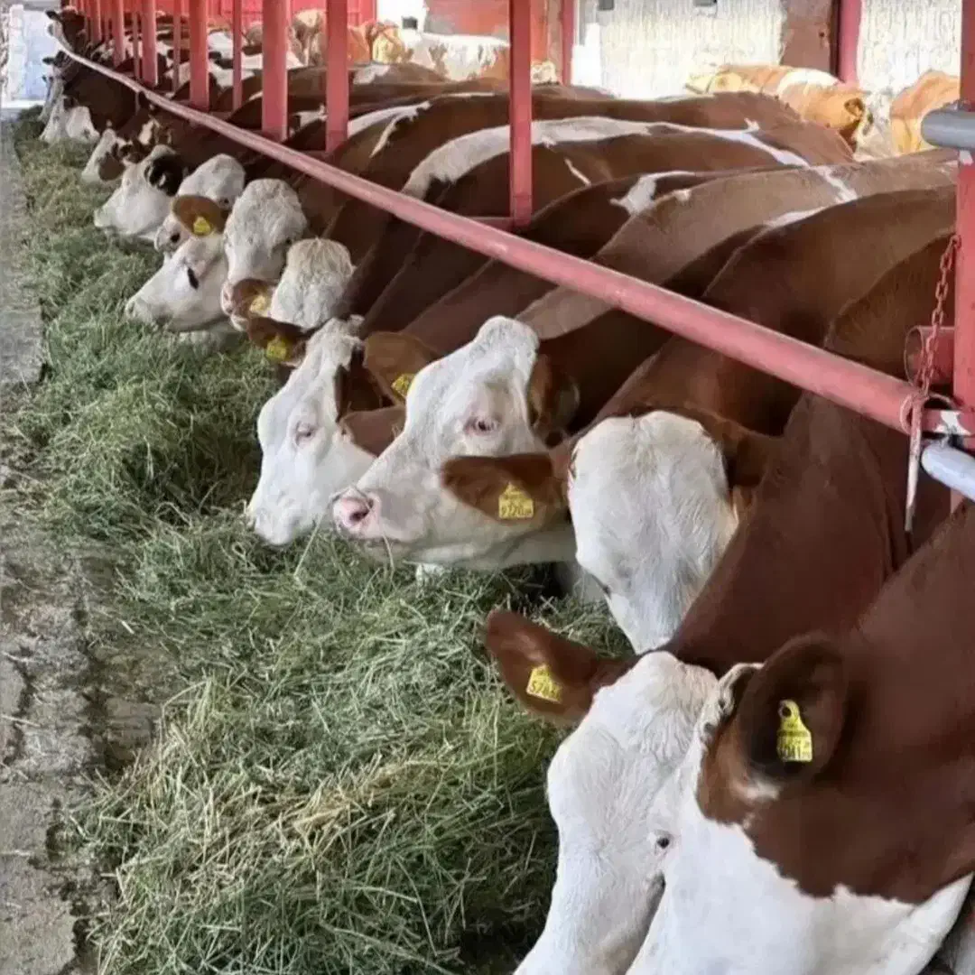 شیری.تلیسه.جوانه.ریز|حیوانات مزرعه|طبس, |دیوار