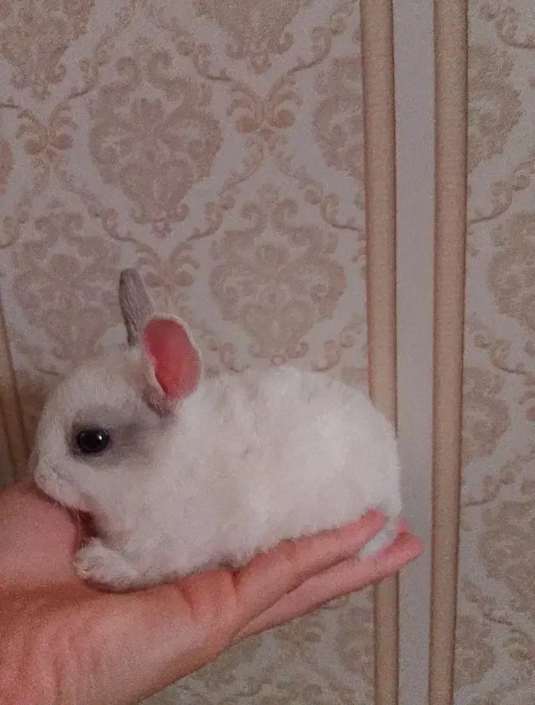 خرگوش خانگی زیبا|موش و خرگوش|خورموج, |دیوار