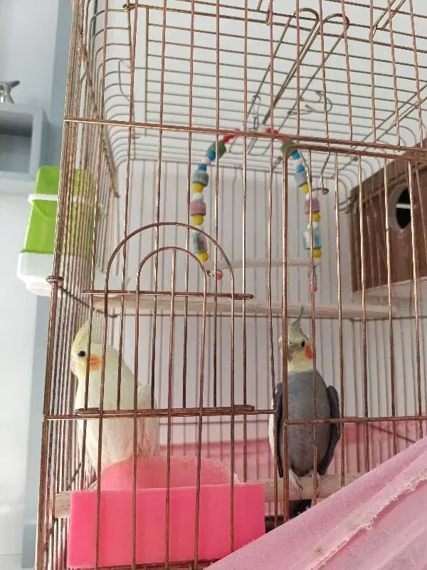 عروس هلندی نرو ماده|پرنده|مشگین شهر, |دیوار