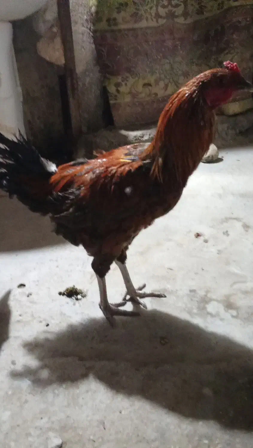 دوعدد خروس بفروش|حیوانات مزرعه|تخت, |دیوار