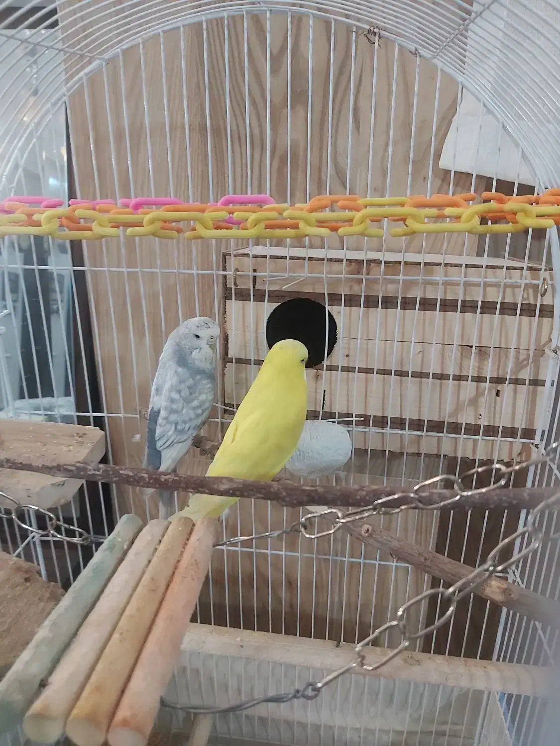 مرغ عشق انگلیسی گرید a|پرنده|اندیشه, اندیشه فاز ۴|دیوار