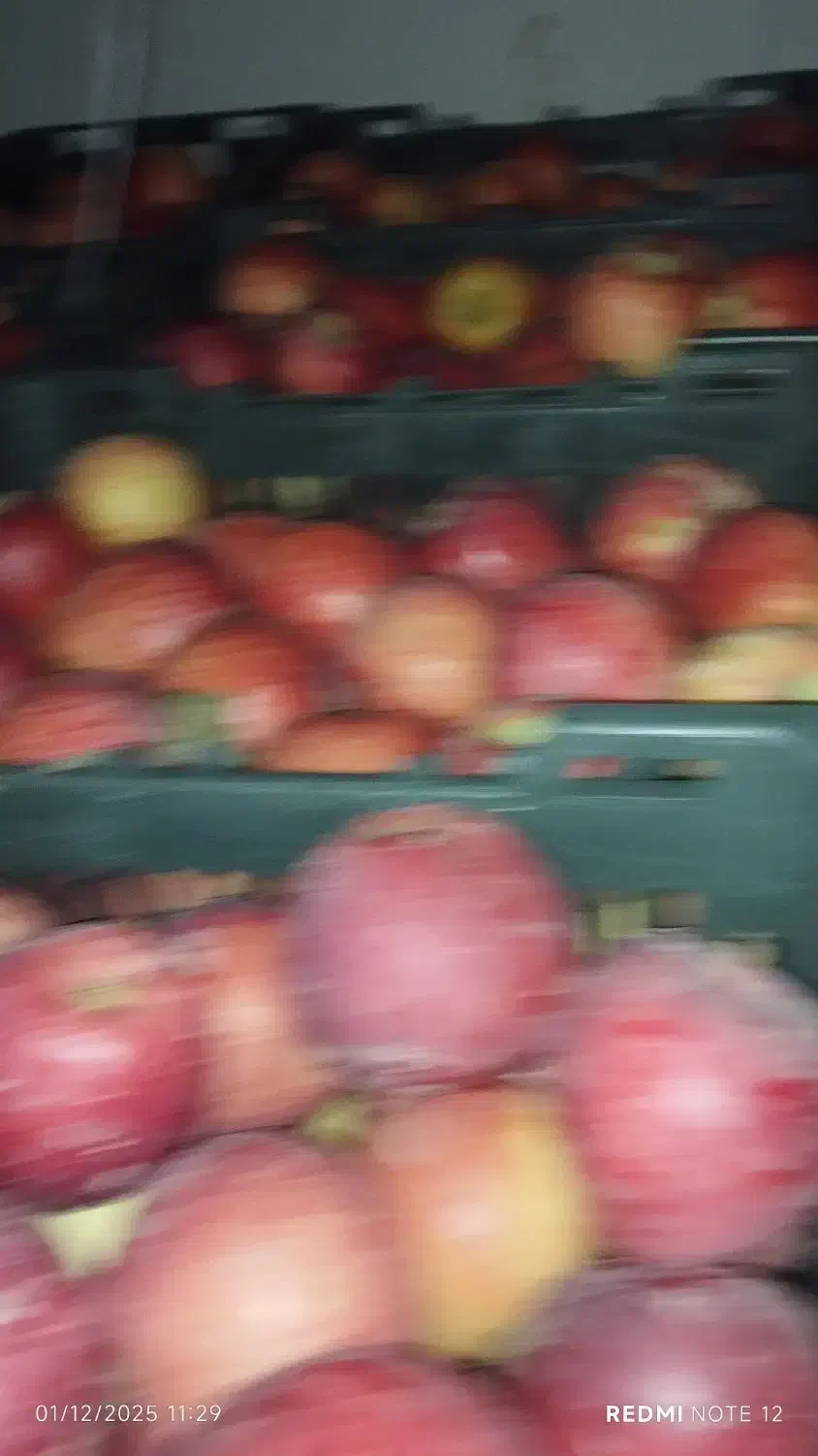 سیب درجه2قرمز و سفید|خوردنی و آشامیدنی|اشنویه, |دیوار