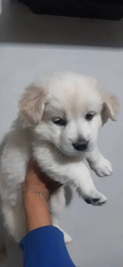 اشپیتز پدر و توله ها|سگ|قرچک, مجتمع مسکونی طبیعت|دیوار