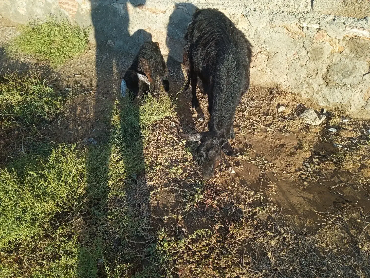 بز شیری با بچه|حیوانات مزرعه|میاندوآب, |دیوار