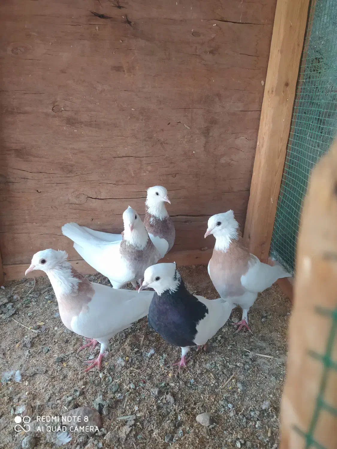 طوقی|پرنده|قشم, |دیوار