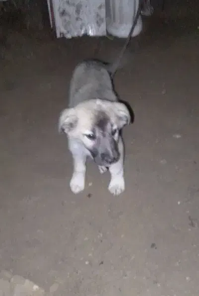 سگ ماده|سگ|بندرعباس, |دیوار