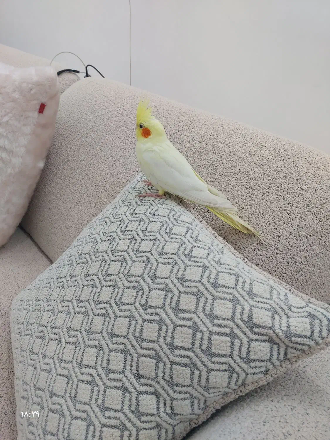 عروس هلندی لتینو|پرنده|چغادک, |دیوار