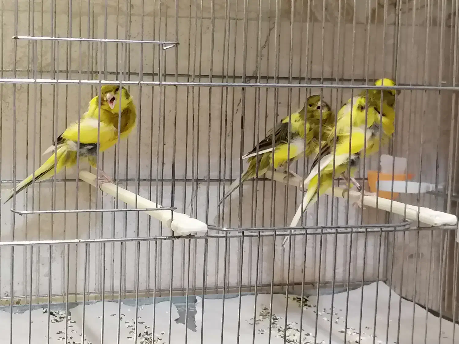 3عددقناری جوجه2025 دوعددنریکی ماده|پرنده|کرج, فاز ۴ مهرشهر|دیوار